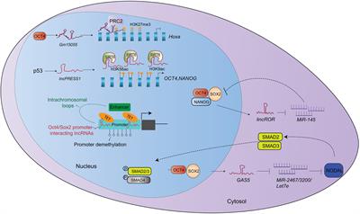 LncRNA Functions as a New Emerging Epigenetic Factor in Determining the Fate of Stem Cells